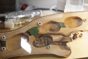 Nid en bois pour Crematogaster scutellaris, Nid en bois pour Crematogaster scutellaris