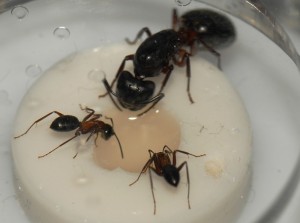 [Blog] Messor barbarus, Camponotus nigriceps, C. herculeanus et d'autres..., C.herculeanus.atable.JPG
