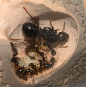 [Blog] Messor barbarus, Camponotus nigriceps, C. herculeanus et d'autres..., Bardunnid.JPG