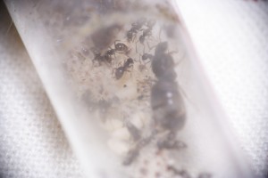 Lasius emarginatus en tube, [Blog] Lasius niger - Niubert-> Leveto
