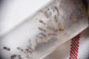 Lasius emarginatus en tube, [Blog] Lasius niger - Niubert-> Leveto