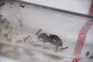 Lasius emarginatus en tube, [Blog] Lasius niger - Niubert-> Leveto
