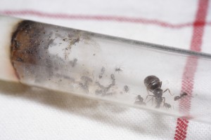 Lasius emarginatus en tube, [Blog] Lasius niger - Niubert-> Leveto