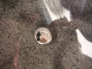 **fin**[Blog] Les Messor barbarus de gaali, 25.02.11 (19).JPG