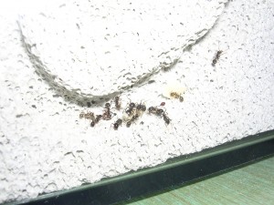 **fin**[Blog] Les Messor barbarus de gaali, 27.02.11 (9).JPG