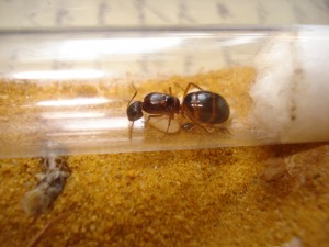 gyne et ouvrière Camponotus pilicornis, Les Camponotus de funkyben