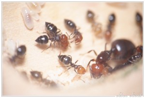 Crematogaster scutellaris - Début de retour de couvain, Nid en bois pour Crematogaster scutellaris