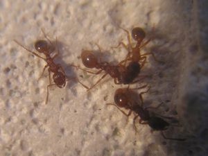 Myrmica rubra ou Manica rubida?, Myrmica Manica.jpg