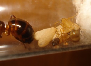 Les Camponotus de funkyben, DSC08416.JPG