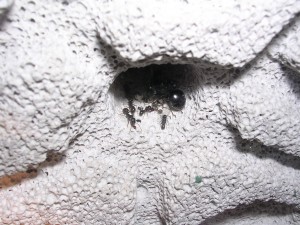 **fin**[Blog] Les Messor barbarus de gaali, 16 mars 2011 (14).JPG