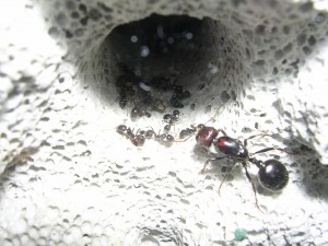 **fin**[Blog] Les Messor barbarus de gaali, 16 mars 2011 (24).JPG