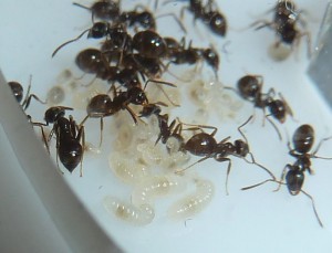 Le couvain, [Blog] Ma gyne Lasius sp. noire