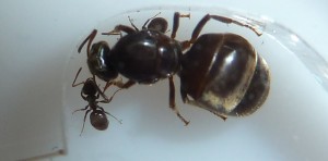 [Blog] Ma gyne Lasius sp. noire, fourmis 19-03-11 016.JPG