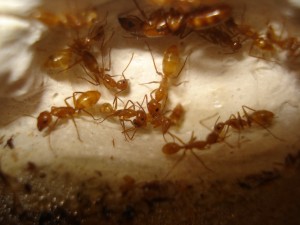 [Blog] Camponotus sp Amérique du sud, DSC08446.JPG
