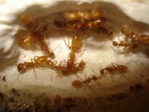 [Blog] Camponotus sp Amérique du sud, DSC08445.JPG