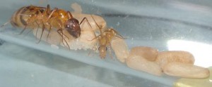 [Blog] Camponotus festinatus, CampoFesti1Ter.JPG