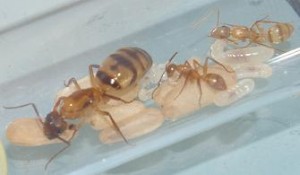 [Blog] Camponotus festinatus, CampoFesti2Ter.JPG