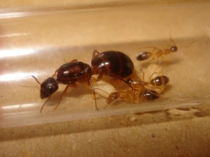 Fondation Camponotus pilicornis, Les Camponotus de funkyben