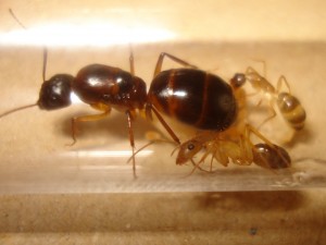 Fondation Camponotus pilicornis, Les Camponotus de funkyben