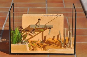 Nid BC pour Camponotus, _DSC0465.JPG