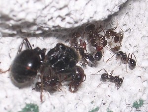 **fin**[Blog] Les Messor barbarus de gaali, oeufs.JPG