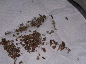 **fin**[Blog] Les Messor barbarus de gaali, 26 mars 2011 (13).JPG