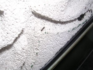 **fin**[Blog] Les Messor barbarus de gaali, 26 mars 2011 (7).JPG