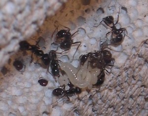 **fin**[Blog] Les Messor barbarus de gaali, couvain.JPG