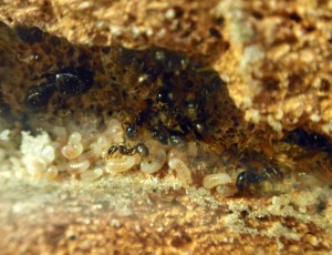 [Blog] Crematogaster scutellaris & Aphaenogaster cf gibbosa, P3260067.JPG