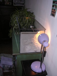 **fin**[Blog] Les Messor barbarus de gaali, 27 mars 2011 (1).JPG