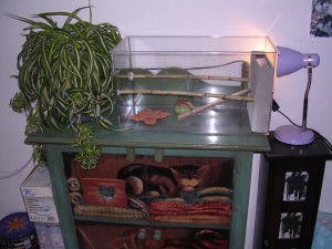 **fin**[Blog] Les Messor barbarus de gaali, 27 mars 2011.JPG