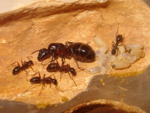 La fondation dans le nouveau nid, Les Camponotus de funkyben