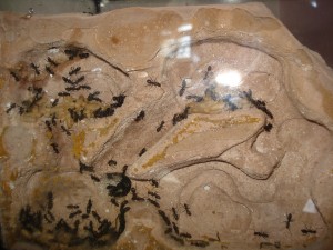 colonie de Camponotus vagus, Les Camponotus de funkyben