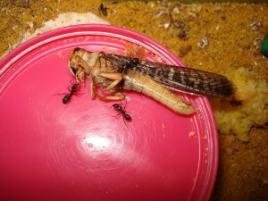 colonie de Camponotus vagus, Les Camponotus de funkyben
