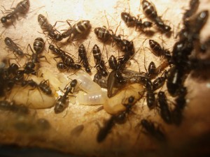 colonie de Camponotus vagus, Les Camponotus de funkyben