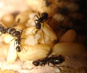 colonie de Camponotus vagus, Les Camponotus de funkyben