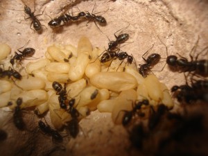 colonie de Camponotus vagus, Les Camponotus de funkyben