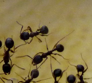 [Aphaenogaster] Identification d'une colonie, fourmis 026bis.jpg