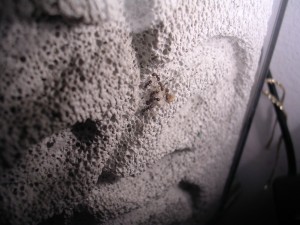 **fin**[Blog] Les Messor barbarus de gaali, 30 mars 2011 (2).JPG