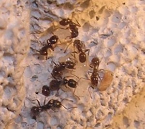 **fin**[Blog] Les Messor barbarus de gaali, nymphes.JPG