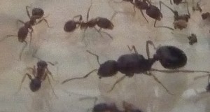 [Aphaenogaster] Identification d'une colonie, fourmis 035bis.jpg