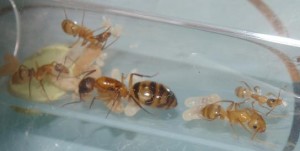 [Blog] Camponotus festinatus, Cfmajor1bis.JPG