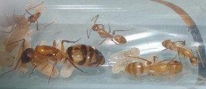 [Blog] Camponotus festinatus, Cfmajor2bis.JPG
