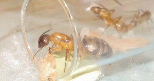 [Blog] Camponotus festinatus, Cfgynebis.JPG