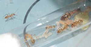 [Blog] Camponotus festinatus, Cfcoloniebis.JPG