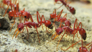 Fourmis d'Australie, Copie de Ants9-1.GIF