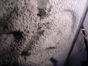 **fin**[Blog] Les Messor barbarus de gaali, DSCN3162.JPG