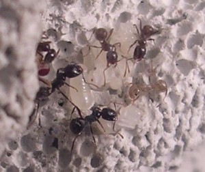 **fin**[Blog] Les Messor barbarus de gaali, bébé.JPG