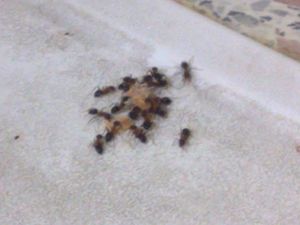 [Blog] Maximus : Camponotus nigriceps (Yellow Legs), L.emarginatus sur un evier 01.jpg