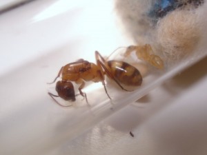 fondation Camponotus festinatus, [Blog] Camponotus sp Amérique du sud